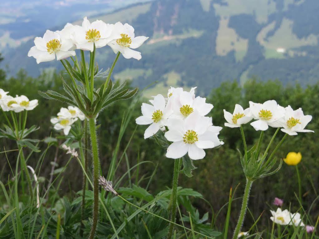 Hotel Bavaria - Partnerbetrieb Von Oberstaufen